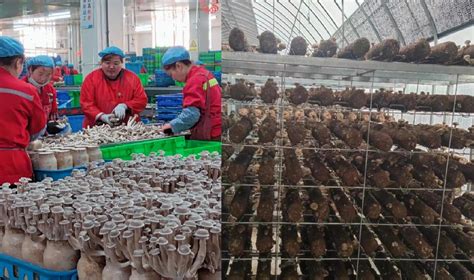 宝丰：发展食用菌产业 助力乡村振兴 促进农业增效和农民增收-中华网河南