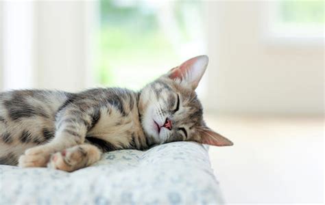 猫在睡觉萌睡姿图片,睡觉的猫咪图片超级萌,猫睡觉图片_大山谷图库