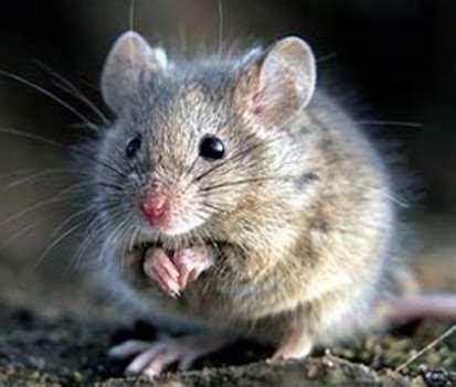 冬季灭鼠高效，最新的方法_灭老鼠_除四害消杀灭虫网