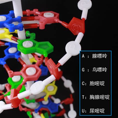 DNA双螺旋结构模型分子结构模型碱基对遗传基因生物科学教学仪器-阿里巴巴