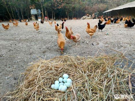 [鸡种蛋批发]土鸡种蛋 皖南土鸡价格0.8元/个 - 惠农网