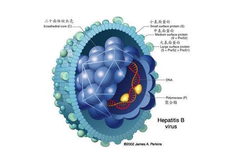 乙型肝炎病毒表面抗原(HBSAg) - 搜狗百科