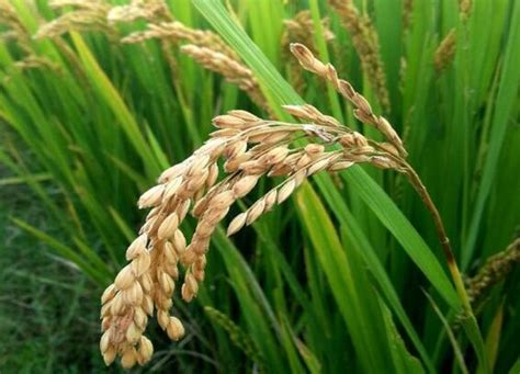 东北水稻亩产量一般多少斤 正常种植一亩水稻的年利润-植物说