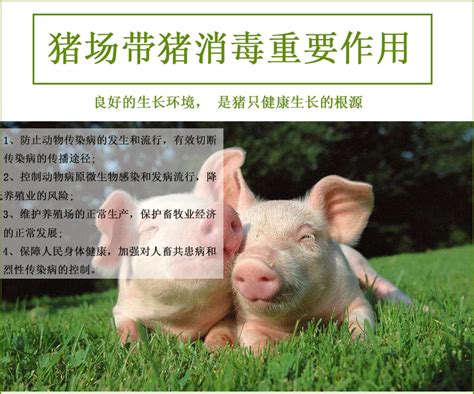 养猪的前提是先要了解猪，从这七个方面着手农业资讯-农信网