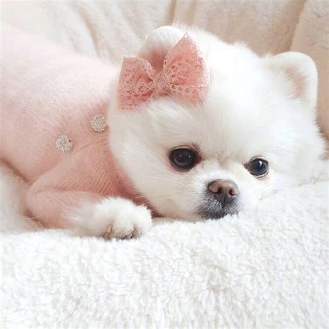 非主流博美犬头像女生