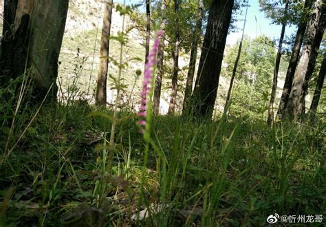 [江门]恩平七星坑保护区发现大量珍稀濒危野生兰花