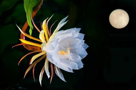 【世界上最大的花摄影图片】沙巴 神山生态摄影_太平洋电脑网摄影部落