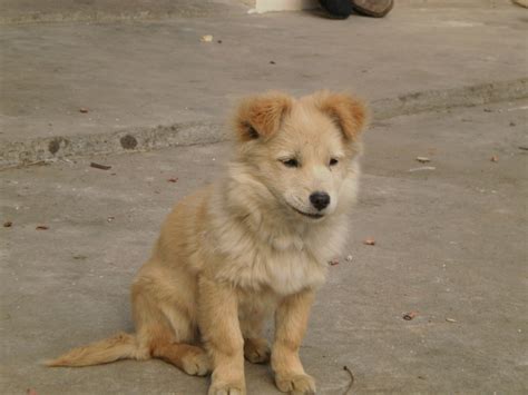 土狗小时候图片
