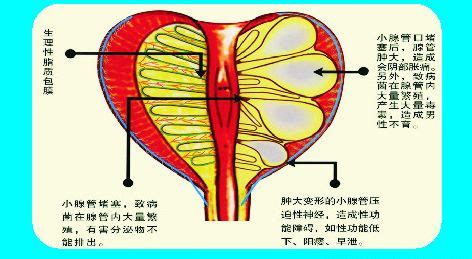你知道前列腺具体有什么作用吗？__凤凰网