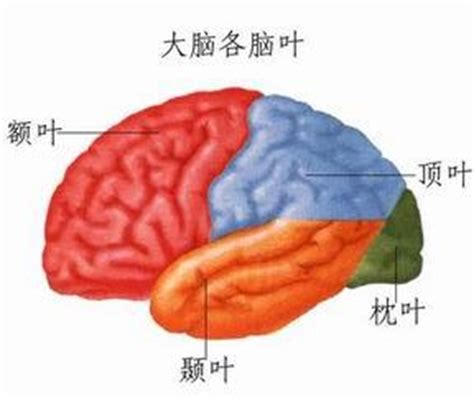 脑叶表情包图片