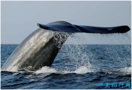蓝鲸是不是世界上最大的动物 - 匠子生活