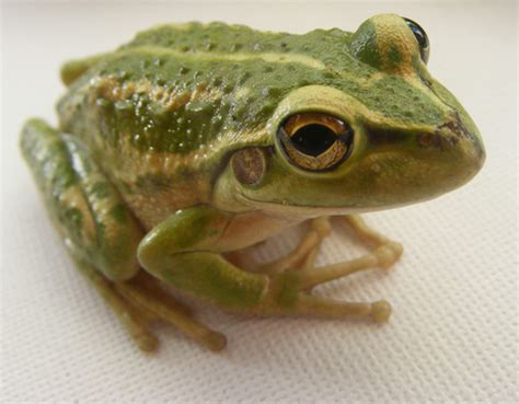 哪些品种的青蛙比较容易养？_三思经验网