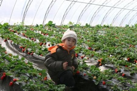 重庆草莓采摘，重庆园润草莓采摘园