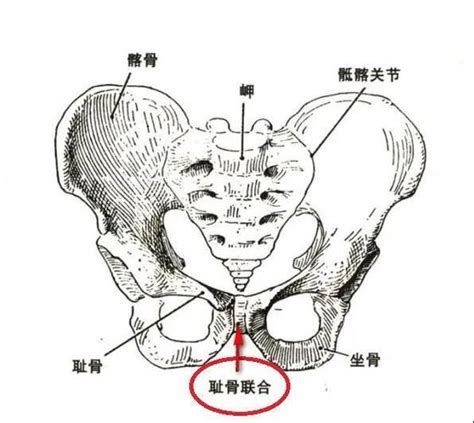 耻骨肌的位置图图片
