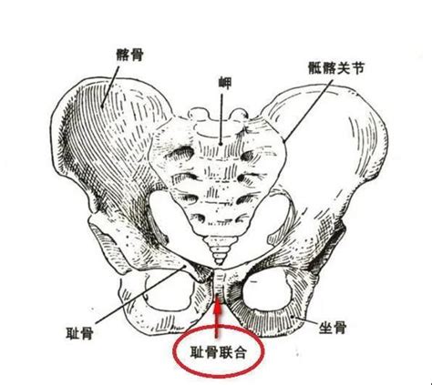 耻骨在哪个位置的图片_配图网