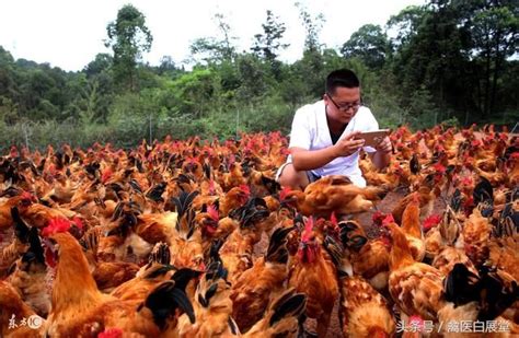 云南8名在校大学生养鸡 年营业额近80万元
