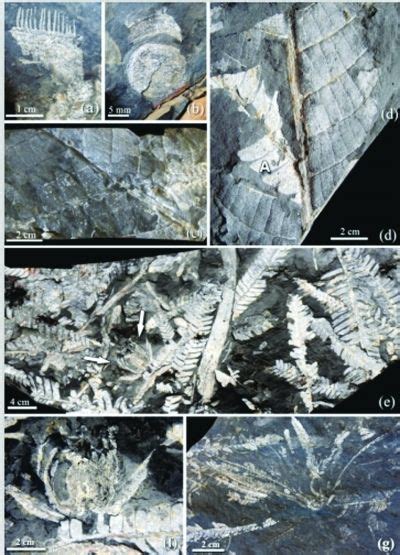 南京发现1.9亿年前铁树花化石----中国科学院南京地质古生物研究所