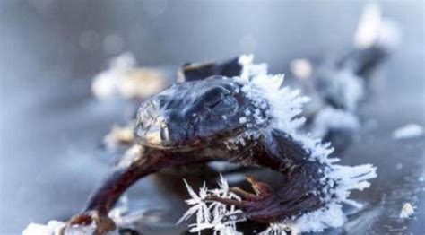 最抗冻的生物，室外零下30度不冬眠，多次“冻死”也能复活|树蛙|阿拉斯加|熊虫_新浪新闻
