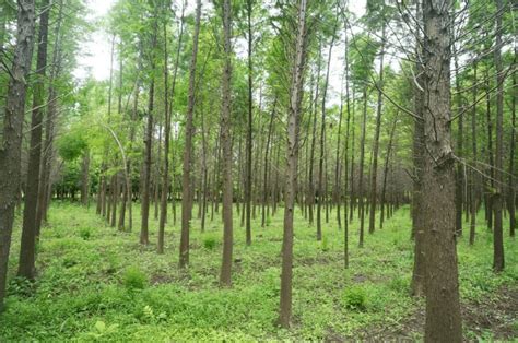 森林为什么是“水库”？-常见问题-凯盟检测技术有限公司
