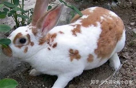 农业养殖：提高獭兔繁殖效果的方法 - 知乎