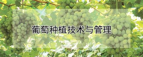 50亩巨峰葡萄种植项目计划书 - 豆丁网