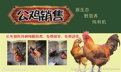 广东小型自动化养鸡设备行情「河南凤银牧业养殖设备供应」 - 杂志新闻