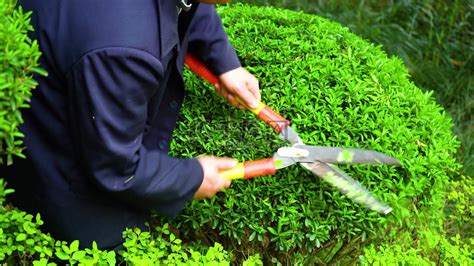 展现园林工匠精神 促进绿化质量提升-后勤管理处