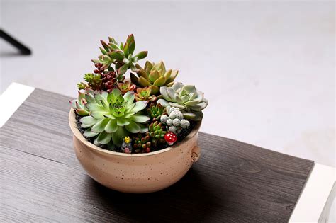盆栽图片