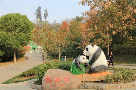 南京红山森林动物园园长盼望的“报复性”游园，来了-上游新闻 汇聚向上的力量