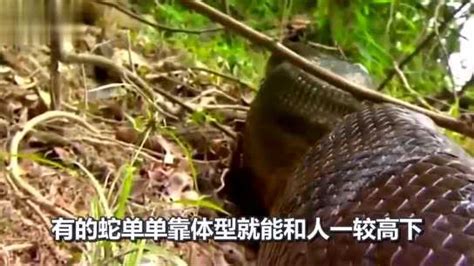 世界上现存最大的蛇，身长15米比大腿还粗，堪称蛇中霸王_腾讯视频