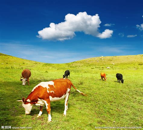 距离成都3h的高山牧场就在茂县，这个夏天来别立牧场，赏花避暑牧牛羊！_旅游新闻_新闻公告_阿坝旅游