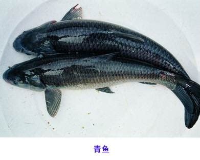 草鱼是什么鱼？和青鱼有什么区别？