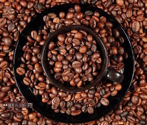如何挑选好的咖啡豆？如何挑选符合自己口味的咖啡豆（粉）才好？ 中国咖啡网