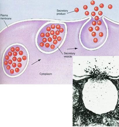 六、窦性组织细胞增生症-基础医学-医学
