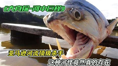 《大真探-河中巨怪》食人鱼吃人事件的真实性，杰叔带你探索亚马逊的顶级捕食者！