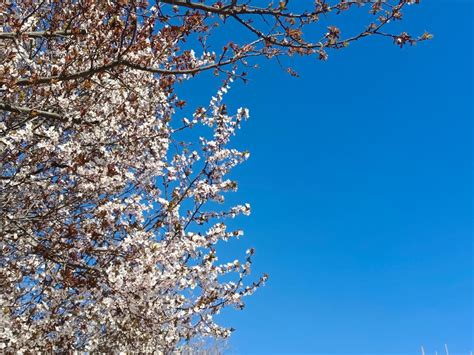 春日花开好 一组图带你领略祖国大地的春日美景-图片-中国天气网