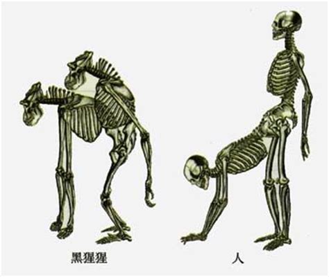 受到银背大猩猩的启示，我也练出了它们发达的麒麟臂和胸肌 - 知乎