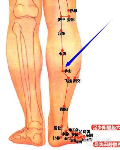 腿部经络图图片