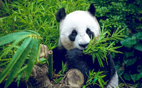 希望你最野 大熊猫野放故事 | 中国国家地理网