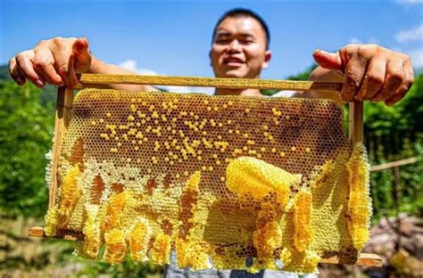 重庆南川区蜂蜜产值达1.8亿元_中乡网