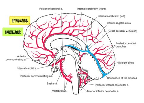 大脑Willis环的解剖及变异_医学界-助力医生临床决策和职业成长