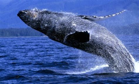 南极游客遭遇座头鲸 巨型鲸尾令人震撼_第一金融网