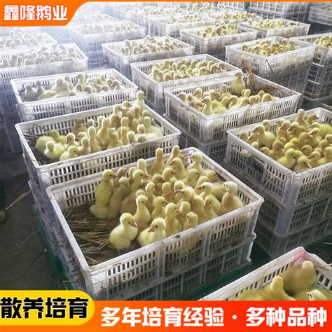 河南出售鹅苗 纯种狮头鹅苗 成年鹅能长多重 山东菏泽 鹅-食品商务网