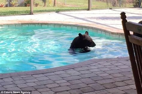 美国佛罗里达州男子回家惊见两只小黑熊在游泳池“开派对” - 神秘的地球 科学|自然|地理|探索