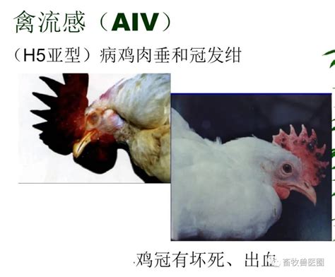 禽流感传播途径：鸡的禽流感症状，禽流感的表现_病毒