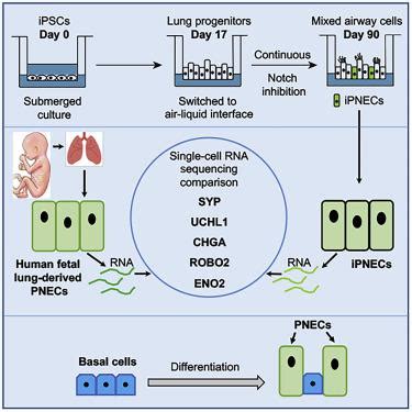 人iPSC衍生的肺神经内分泌细胞的高效生成和转录组分析。,iScience - X-MOL