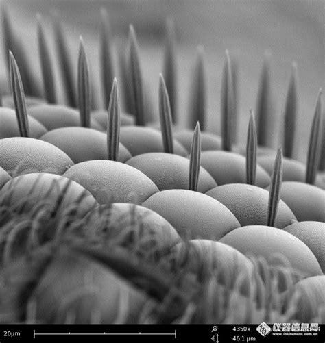头发毛鳞片显微镜检测-深圳市星明光学仪器有限公司