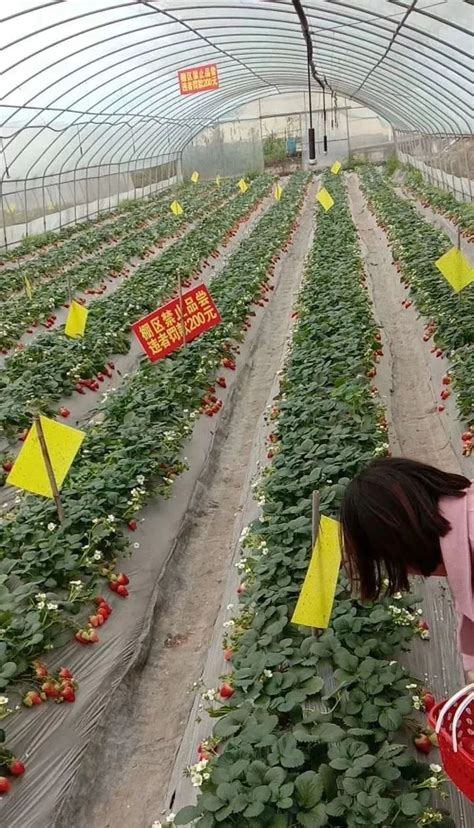 山东青岛：草莓大棚 直播带货-人民图片网