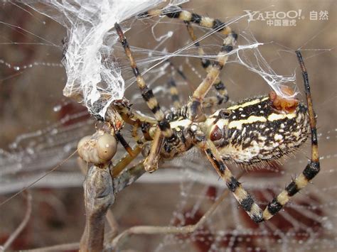 巨型螳螂vs巨型蜘蛛,螳螂vs蜘蛛,巨型螳螂vs蝎子_大山谷图库