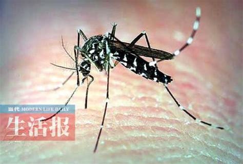 蚊子为什么不会传播艾滋病病毒？看完你就明白了 _ 重大疾病防控_ 福州市鼓楼区政府